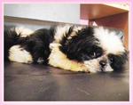 PF17366 - Shih Tzu Dog