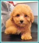 PF17369 - Poodle Dog