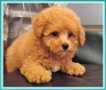 PF17369 - Poodle Dog