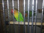 PF17372 - Lovebird Bird