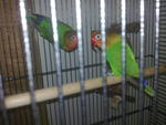 PF17372 - Lovebird Bird