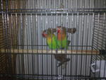 PF17372 - Lovebird Bird