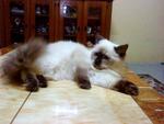 Farah Diba - Domestic Medium Hair Cat