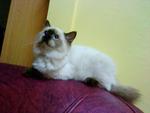 Farah Diba - Domestic Medium Hair Cat