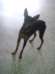 Zorro - Miniature Pinscher Dog