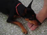 Zorro - Miniature Pinscher Dog