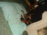 Zorro - Miniature Pinscher Dog