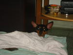 Zorro - Miniature Pinscher Dog