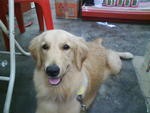 Dao Dao - Golden Retriever Dog