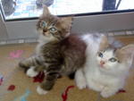 Mickey And Minnie - Domestic Short Hair + Persian Cat