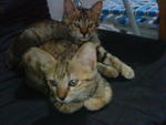 Duba &amp; Dubi - Domestic Medium Hair Cat