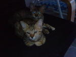 Duba &amp; Dubi - Domestic Medium Hair Cat