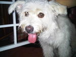 Cotton - Terrier + Maltese Dog