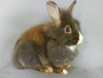 Lion - Lionhead + Jersey Wooly Rabbit