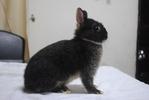 B.berry's Duchess - Netherland Dwarf Rabbit