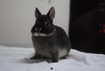 B.berry's Duchess - Netherland Dwarf Rabbit