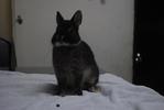 B.berry's Duchess - Netherland Dwarf Rabbit