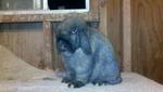 Dg's Ricca - Holland Lop Rabbit