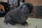 Bfe's Reiko - Holland Lop Rabbit