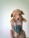 Homebred Teacup, Tiny Toy Poodle - Poodle Dog