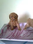 Homebred Teacup, Tiny Toy Poodle - Poodle Dog