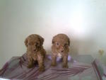 Homebred Teacup, Tiny Toy Poodle - Poodle Dog