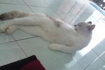 Farihin - British Shorthair Cat