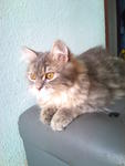 Piyu - Siberian Cat