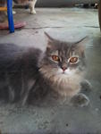 Piyu - Siberian Cat