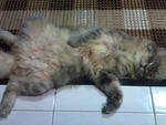 Piyu - Siberian Cat