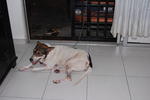 Yan Yan - Jack Russell Terrier Mix Dog