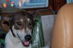 Yan Yan - Jack Russell Terrier Mix Dog