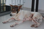 Yan Yan - Jack Russell Terrier Mix Dog