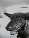 Guinness Stout - Pinscher Mixed - Doberman Pinscher Mix Dog