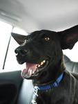 Guinness Stout - Pinscher Mixed - Doberman Pinscher Mix Dog