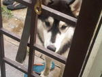 Owner Found - Husky Dog