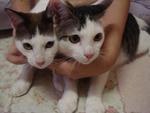 Comel, Momok N Dabu - Domestic Short Hair Cat