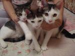 Comel, Momok N Dabu - Domestic Short Hair Cat