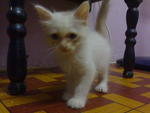 Grey And Whitey - Domestic Long Hair Cat