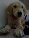 Mickey - Golden Retriever Dog