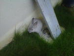 Snow - Netherland Dwarf Rabbit