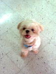 Baruch - Shih Tzu Dog