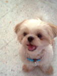 Baruch - Shih Tzu Dog