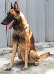 Er-pau - Belgian Shepherd Malinois Dog