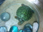 Lily - Turtle Reptile