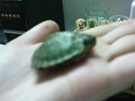 Lily - Turtle Reptile
