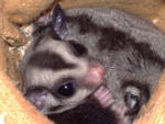 Lucy &amp; Danny - Sugar Glider Small & Furry