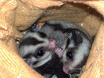 Lucy &amp; Danny - Sugar Glider Small & Furry