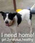 Booney - Mixed Breed Dog