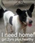 Booney - Mixed Breed Dog